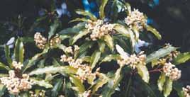 (Fraxinus angustifolia) Replace with:
