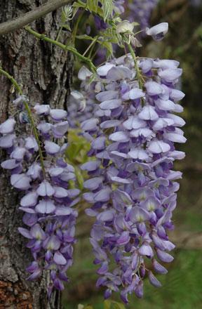 FACT SHEET: CHINESE WISTERIA Chinese Wisteria Wisteria sinensis (Sims) DC.