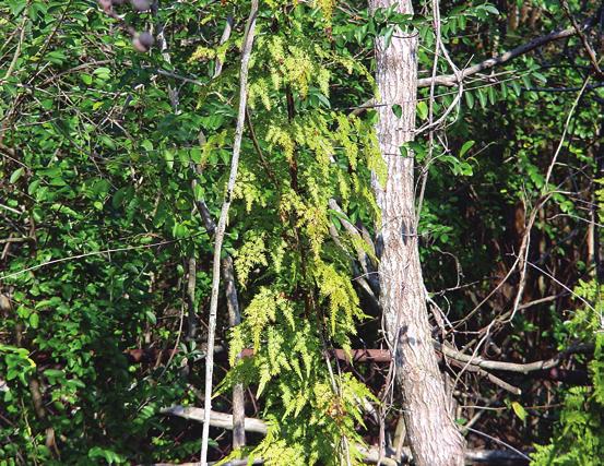 Lygodium japonicum Common name: Japanese Climbing Fern Comment: Page 12 EXOTIC INVASIVE Herbaceous, climbing or twining perennial, up to 90 feet long Opposite, compound, stalked, triangular;