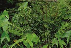 Osmunda cinnamomea Common name: Cinnamon Fern Osmunda regalis Large deciduous, rhizomatous fern Basal; sterile leaves are up to 5 feet long, pinnately compound; leaflets have
