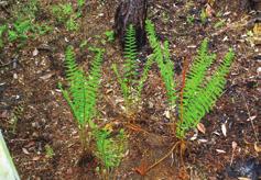 Common name: Royal Fern Large deciduous, rhizomatous fern Basal; twice-pinnately compound, to 5 feet long ; branches at the top of some leaves are fertile and produce spores Damp