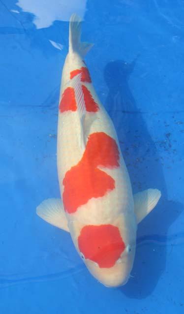 Show Time around the world - Koi @ Home Belgium Mature Champion Grand Champion This might seem strange but the most talked about show in the UK on the Koi Chat forum this year is