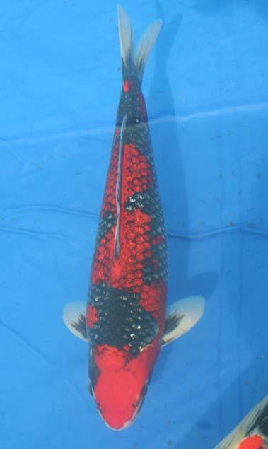 Fish Farm Supreme Champion Sanke Size 6 exhibited by Descheper bred by