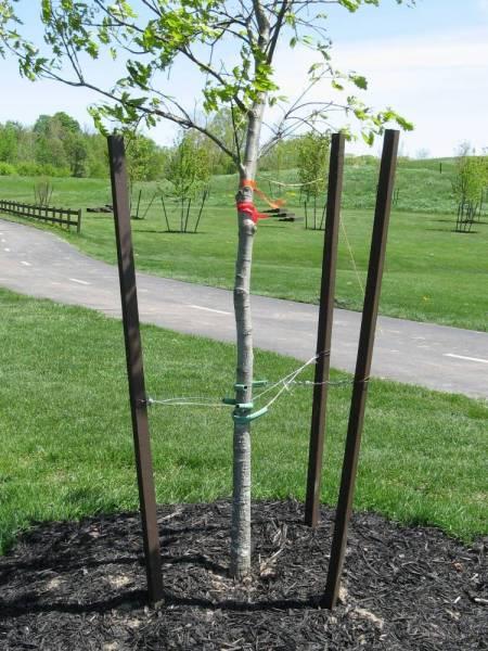 Should I Stake My Tree? The Myth Trees can't establish well unless they are securely staked.