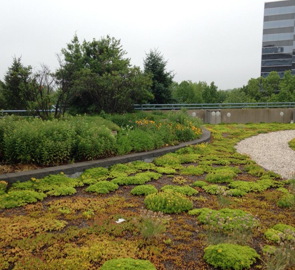 Examples include: Useable areas with hardscape paths for pedestrian circulation and seating Park spaces Blue and green roof technology Green roof and urban agricultural practices such as herb farming