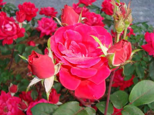 Due to commonality of Knock Out roses in mass plantings, rose rosette is often seen on these