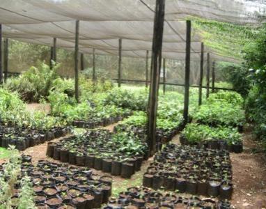 Supporting Native Plant Production in Africa Survey of native tree species held in ex situ collections of botanic gardens and arboreta throughout Africa Promote