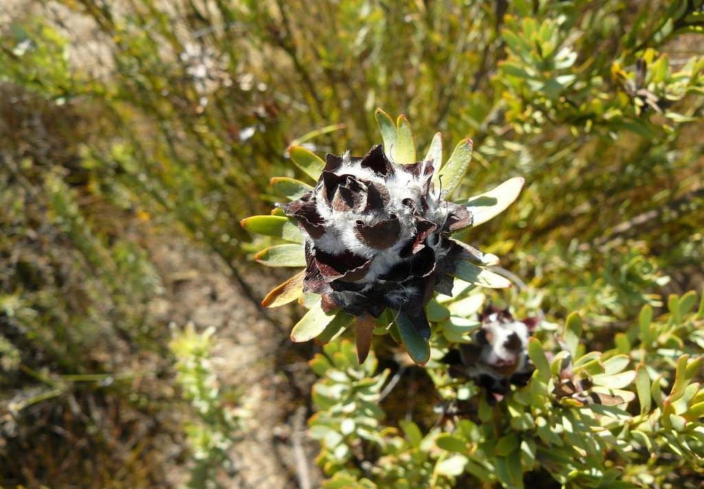 Threatened species Leucadendron remotum (South