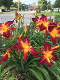 Member Recommended Plant If you love day lilies and want something that will stop you in your tracks, I highly recommend Ruby Spider. The bright red 9 inch blooms are breathtaking.
