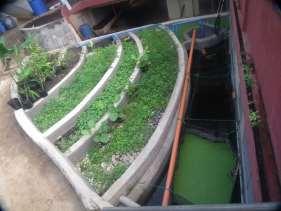 reinforced cement beds Watercress AFTER 5,000