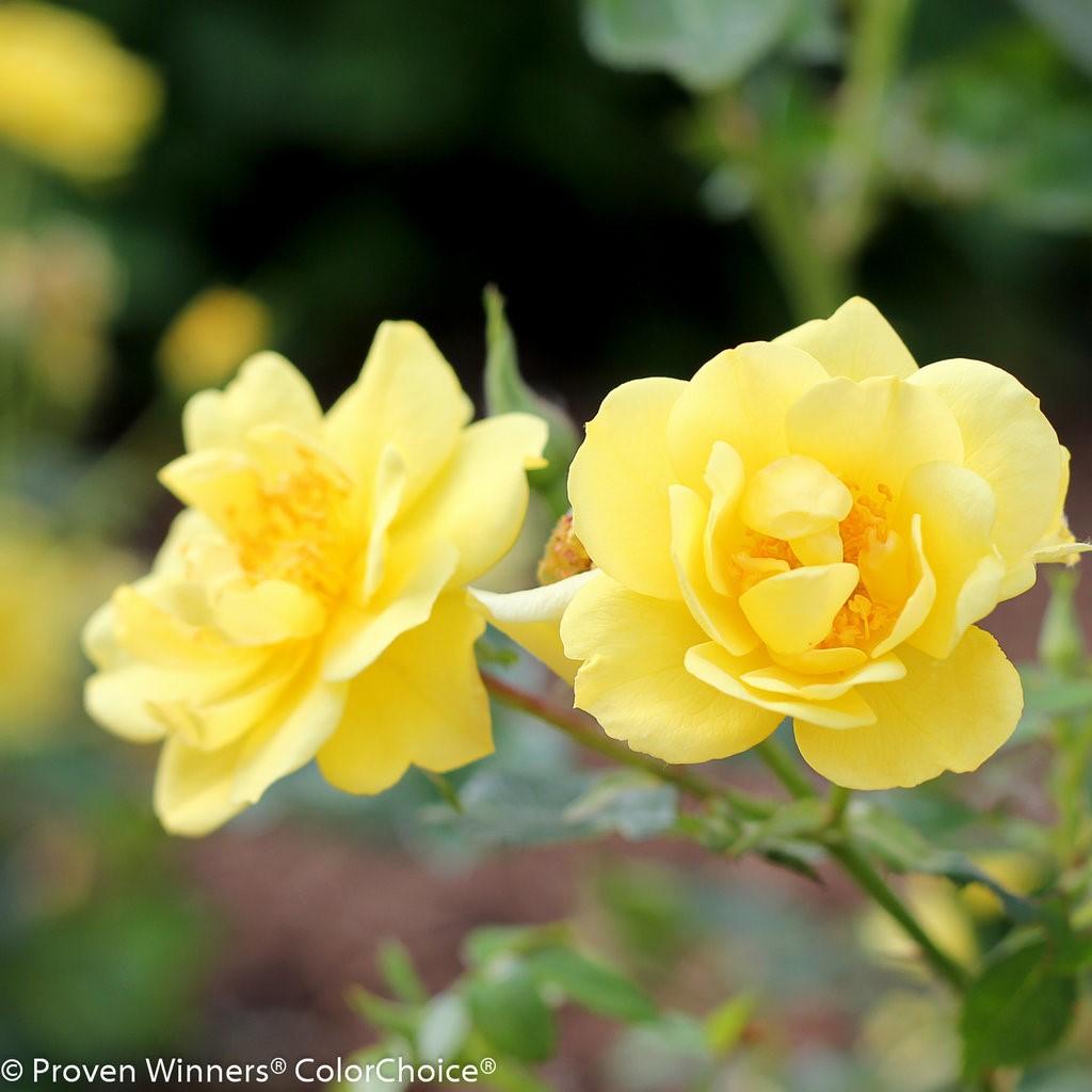 up. Easy to grow and highly fragrant rose that will re-bloom with little deadheading.