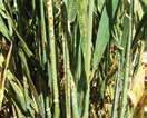 Diseases Wheat 40 Stem rust Latin name: Puccinia graminis Symptoms and occurrence: Stem rust is a fungal disease found in Louisiana wheat fields nearly every year, with significant damage occurring