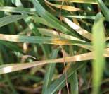Stripe rust Latin name: Puccinia striiformis Foliar symptoms of stripe rust Symptoms and occurrence: Stripe rust, also called yellow rust, is a fungal disease in Louisiana wheat that occurs during