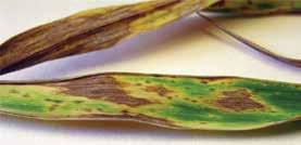 Diseases Wheat 42 Tan spot Latin name: Pyrenophora tritici-repentis Symptoms and occurrence: Tan spot of wheat may significantly affect wheat alone or in conjunction with other leaf-spotting