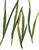 Wheat soil-borne mosaic virus Latin name: Furovirus Symptoms and occurrence: Soil-borne wheat mosaic virus usually occurs only on fall-planted wheat.