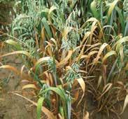 Barley yellow dwarf virus Pathogen: Luteovirus and/or Polerovirus Symptoms and occurrence: More than 150 species of grasses are susceptible to the barley yellow dwarf virus, and at least 25 different
