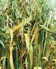 Diseases Oats 46 Crown rust Pathogen: Puccinia coronate var. avenae Symptoms and occurrence: Crown rust, also called leaf oat rust, is a disease common to susceptible varieties grown in Louisiana.