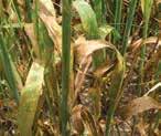 Stem rust Pathogen: Puccinia graminis var. avenae Symptoms and occurrence: Stem rust is a disease that occurs occasionally on susceptible varieties grown in Louisiana.