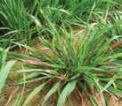 Barley yellow dwarf virus Latin name: Luteovirus and/or Polerovirus Symptoms and occurrence: This viral disease is common and often severe.