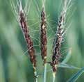 Usually, all grain in a smutted head is completely transformed to black powder made up of microscopic smut spores. The smutted grains shatter easily and only a bare stalk remains at harvest time.