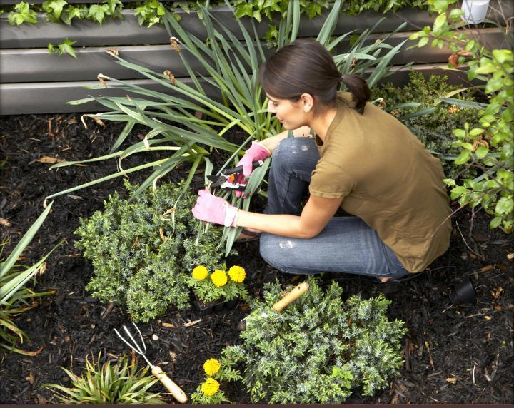 Maintenance Of A Xeriscape Maintenance goals: Keep landscape healthy and attractive while limiting water consumption: Maintain