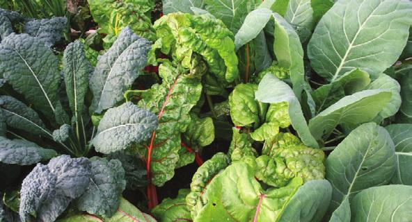 Produce includes: salad mix and cooking greens (Swiss chard, kale, collards).