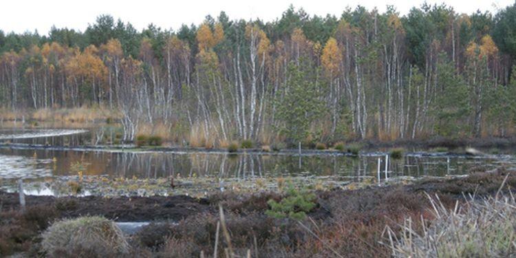 Poland - Conservation of Baltic raised bogs in Pomenaria Where Pomenaria, Poland (Natura 2000 sites) What Removing of invasive trees and old draining systems; blocking drainage systems; construction