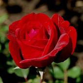 The roses of every variety were allotted into 4 bunches, each with 20 flowers, to keep in 4 experimental variants of low temperature (refrigerated storage) and a bunch of 10 flowers, to keep at the
