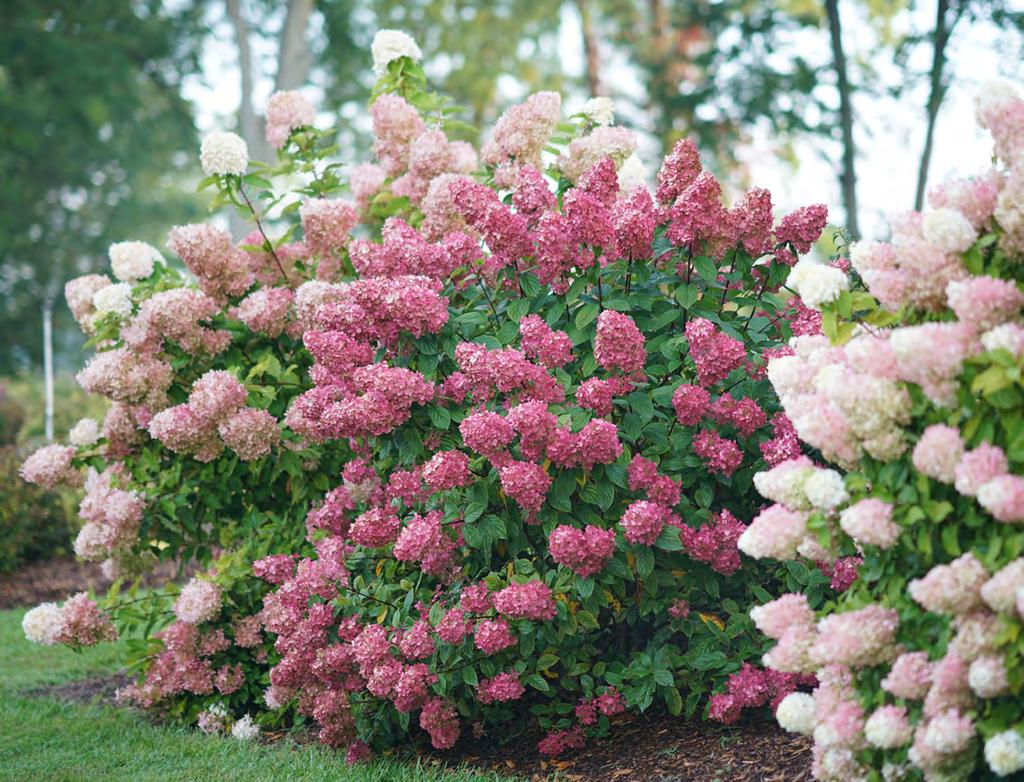 Hydrangea paniculata FIRE LIGHT Hydrangea paniculata SMHPFL, pp#25,135, cbr#5160 Deep pink-red summer flowers Fire Light hydrangea is the