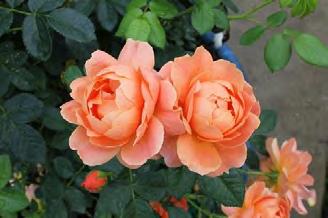 At Last Rosa HORCOGJIL pp#27,541, cbr#5631 Common name: rose Landscape Info: Features & Benefits: USDA/AHS zones: USDA 5/AHS 9 Mature height: 2.5-3 /.76-.
