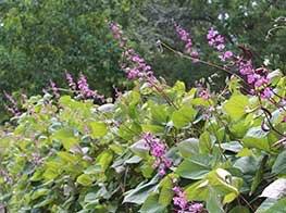 Hyacinth Bean Vines are an annual plant and come in different colors, but my favorite is the purple flowered one. They love to climb on anything that stays still long enough.