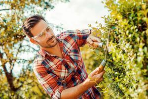 Pruning To keep your hedge in a healthy and well kept fashion, especially if you want it to grow into a specific shape you desire, you ll need to prune it, usually once a year, especially if you want