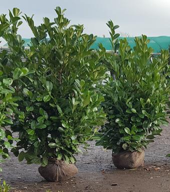Different types of hedging As with the many different purposes hedging can fulfil, they come in a variety of root types.
