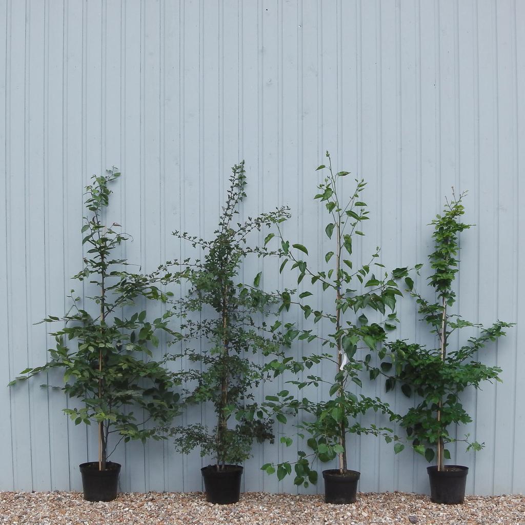 Delivery and planting of bare root hedging plants can ONLY be carried out when they are dormant in winter, usually November April.
