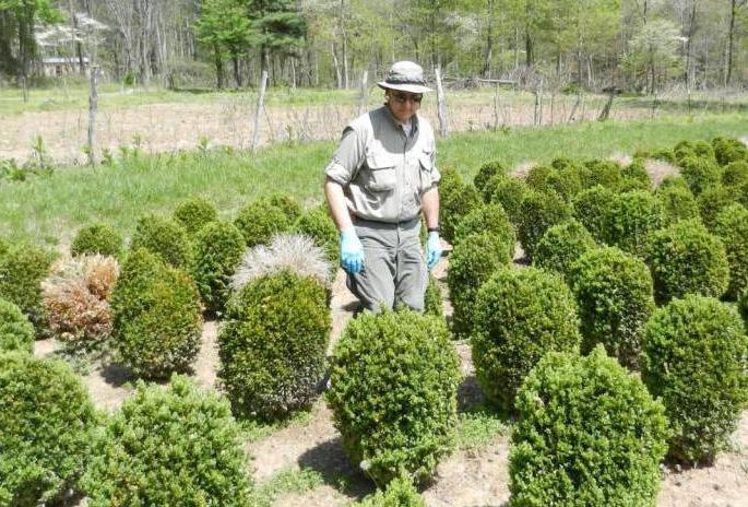 3. Inventory, stocking, storage, and displays A. Keep stock at a lower inventory and turn over stock more frequently. B. Consider growing stock that is resistant to boxwood blight.