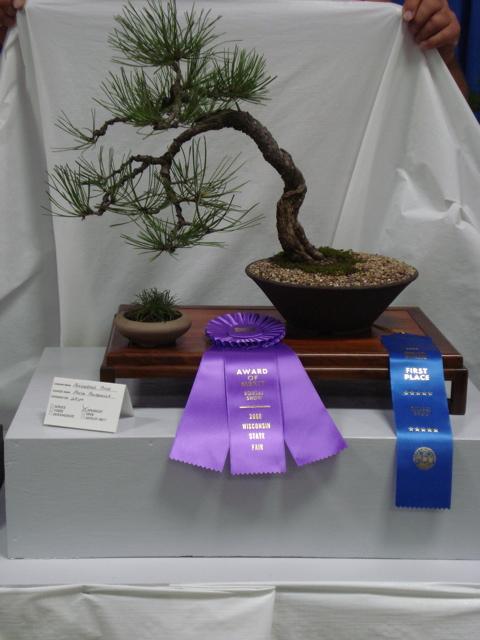 Ficus (N) - Jorge R White Ribbons Phoenix Graft - Red Cedar (I) - Jim T Maple