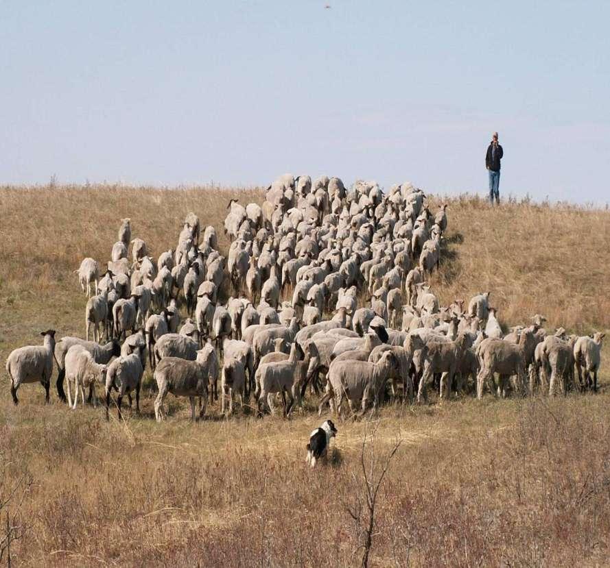 Meewasin Sheep