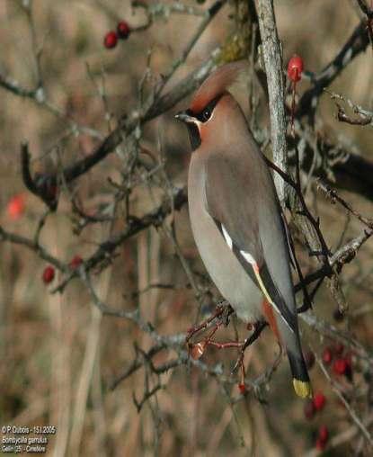 How does it spread? Birds, primarily waxwings, are the main vector for seed spread.