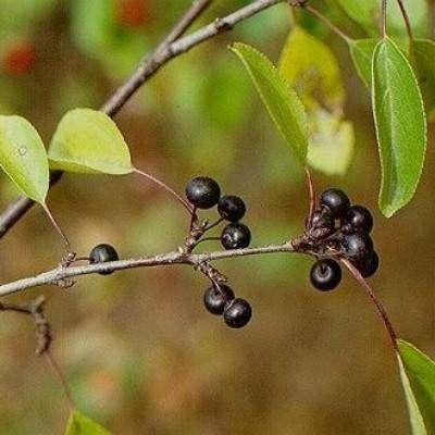 The Saskatchewan Invasive Species Council is applying for funding to better map the buckthorn population at Saskatoon.