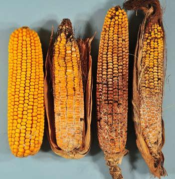 Rotation is Key to Managing Diplodia Ear Rot of Corn By Laura Sweets Diplodia ear rot of corn was unusually widespread and severe on corn throughout most of Missouri during the 2009 season.