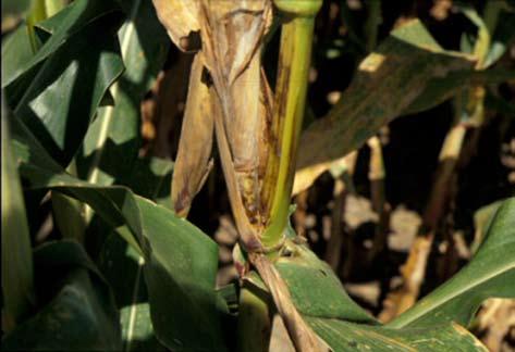 of the disease occurring in 2010 corn. The risk for Diplodia ear rot will also be influenced by weather conditions after silking with the risk being greatest if wet weather occurs after silking.