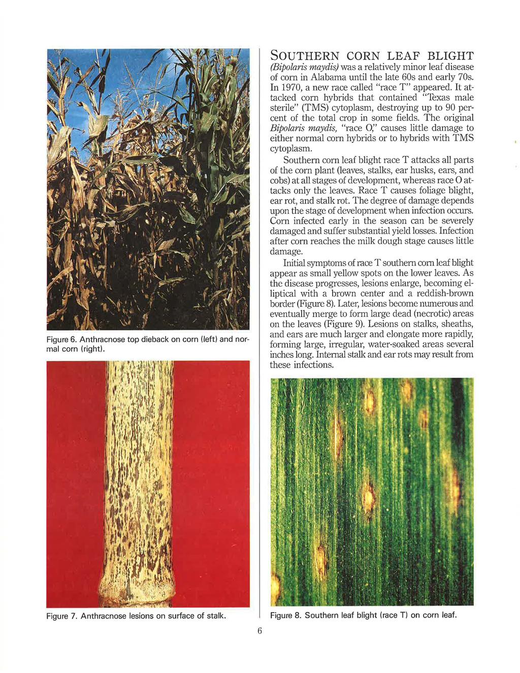 Figure 6. Anthracnose top dieback on corn (left) and normal corn (right).