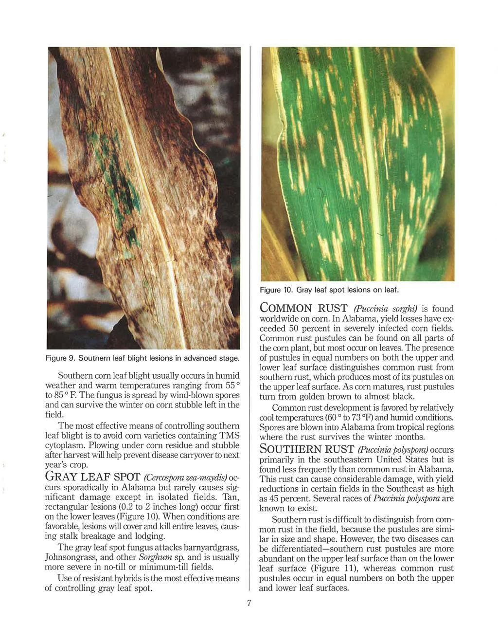 Figure 9. Southern leaf blight lesions in advanced stage. Southern corn leaf blight usually occurs in humid weather and warm temperatures ranging from 55 a to 85 a F.