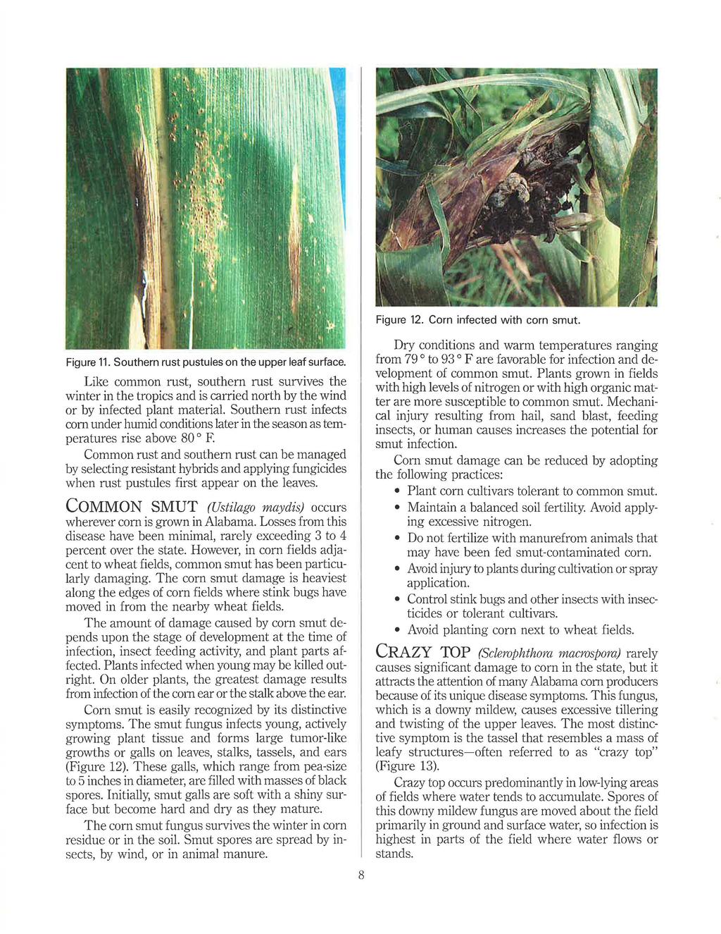 Figure 11. Southern rust pustules on the upper leaf surface. Like common rust, southern rust survives the winter in the tropics and is carried north by the wind or by infected plant material.