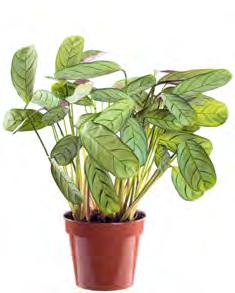 PERFECT PLANTS These plants thrive indoors and they re tough enough to go a weekend (or two) without