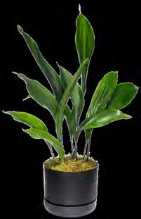 ZANZIBAR (Zamioculcas zamiifolia) I m leafy and striking with thick stems for storing water in.