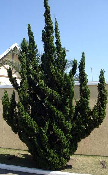 Juniperus chinensis Torulosa
