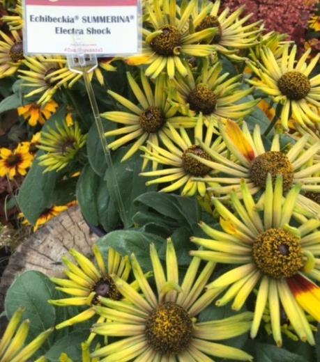 and Echinacea Plants have the appearance of Rudbeckia with the hardiness of