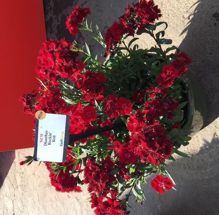 Rockin Red Dianthus New Variety Dianthus x barbatus interspecific F1 hybrid from PanAmerican Seed Dynamic red color and durable performance Great in quart or gallon