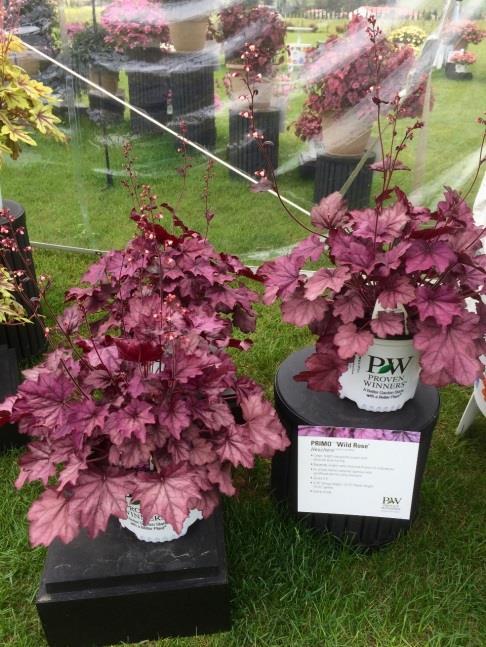 Primo Wild Rose Heuchera New Variety From Proven Winners and Walters Gardens Large, bright rosy purple leaves with charcoal gray veining Burgundy scapes carry rose-pink flowers in